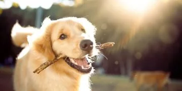 Hund - Drömmarnas betydelse Och Symbolik 167