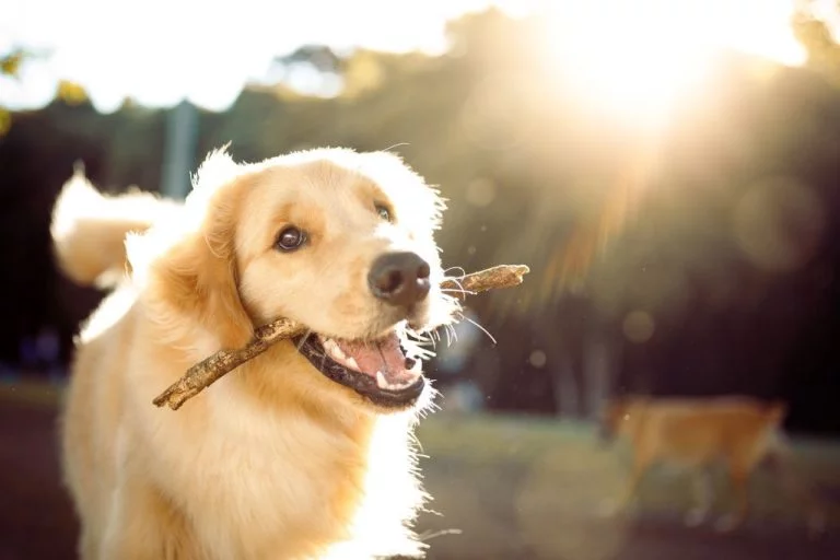 Hund - Drömmarnas betydelse Och Symbolik 1