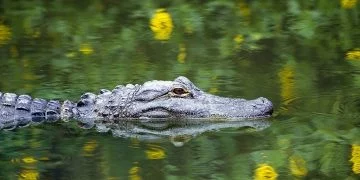 Alligator - Drömmarnas Betydelse Och Symbolik 25