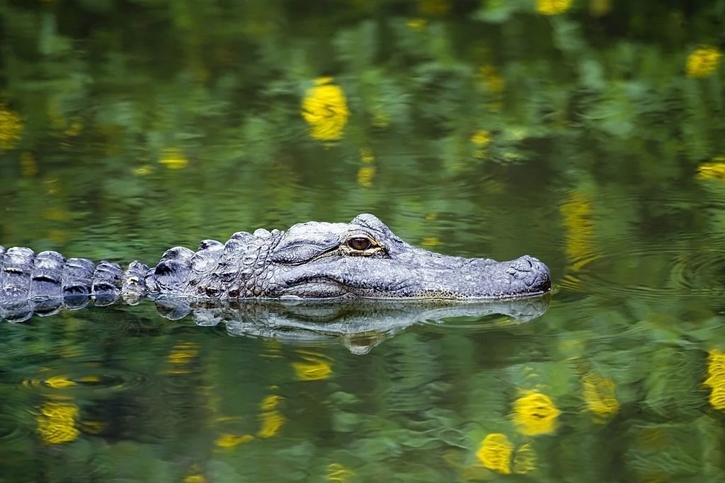 Alligator - Drömmarnas Betydelse Och Symbolik 1