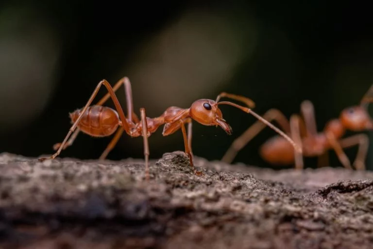 Ant