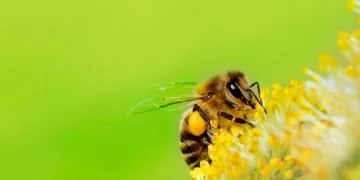 Bee - Drömmarnas Betydelse Och Symbolik 17