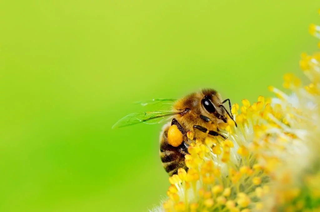 Bee - Drömmarnas Betydelse Och Symbolik 1