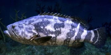 Stor Fisk – Drömmarnas Betydelse Och Symbolik 130