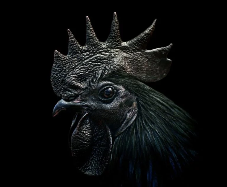 Black Chicken