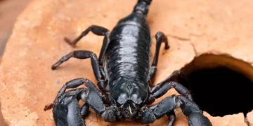 Black Scorpion