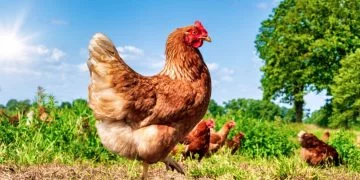 Kyckling - Drömmarnas Betydelse Och Symbolik 26