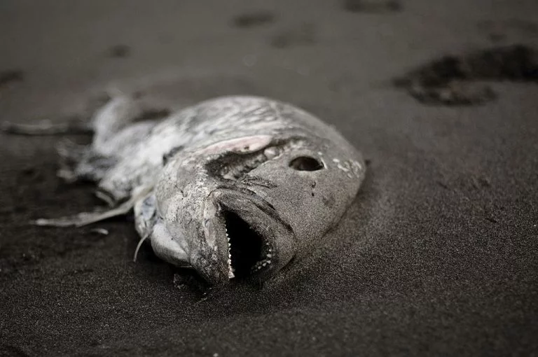 Död fisk – Drömmarnas Betydelse Och Symbolik 1