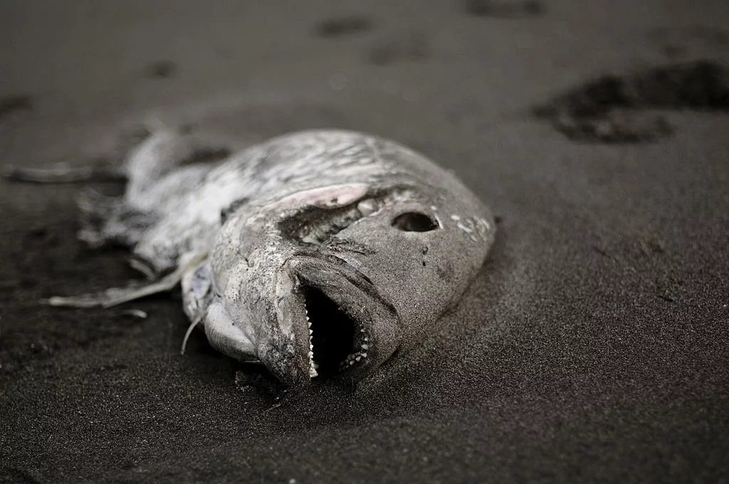 Död fisk – Drömmarnas Betydelse Och Symbolik 1