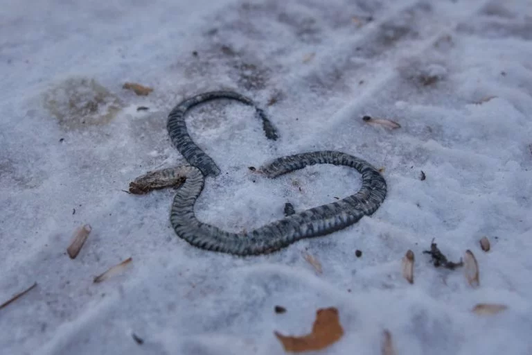 Död Orm – Drömmarnas Betydelse Och Symbolik 1