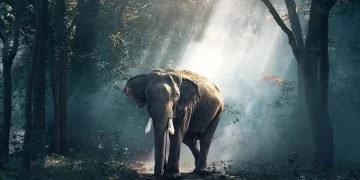 Elefant - Drömmarnas Betydelse Och Symbolik 36