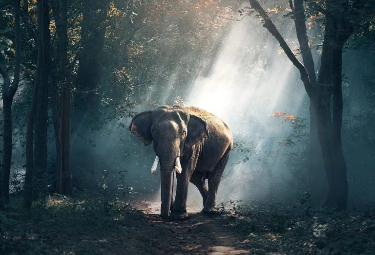 Elefant - Drömmarnas Betydelse Och Symbolik 1