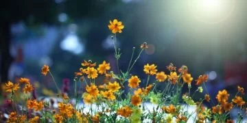 Blommor - Drömmarnas Betydelse Och Symbolik 5