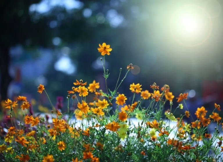 Blommor - Drömmarnas Betydelse Och Symbolik 1