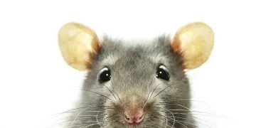 Grey Mouse