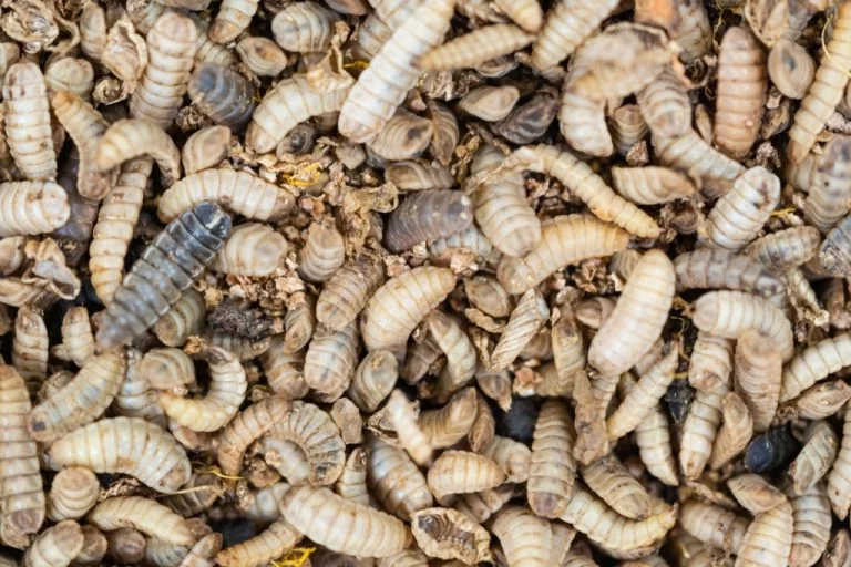 Larvae