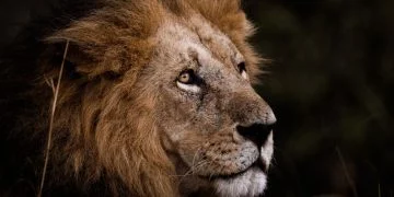 Lejon - Drömmarnas Betydelse Och Symbolik 65
