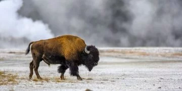 Ox - Drömmarnas Betydelse Och Symbolik 22