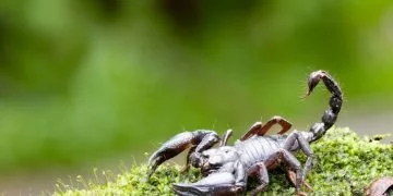 Skorpion - Drömmarnas Betydelse Och Symbolik 90