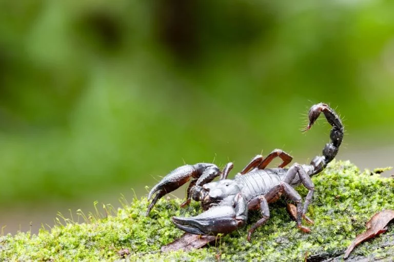 Skorpion - Drömmarnas Betydelse Och Symbolik 1