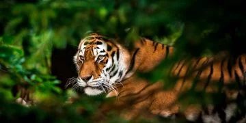 Tiger - Drömmarnas Betydelse Och Symbolik 70