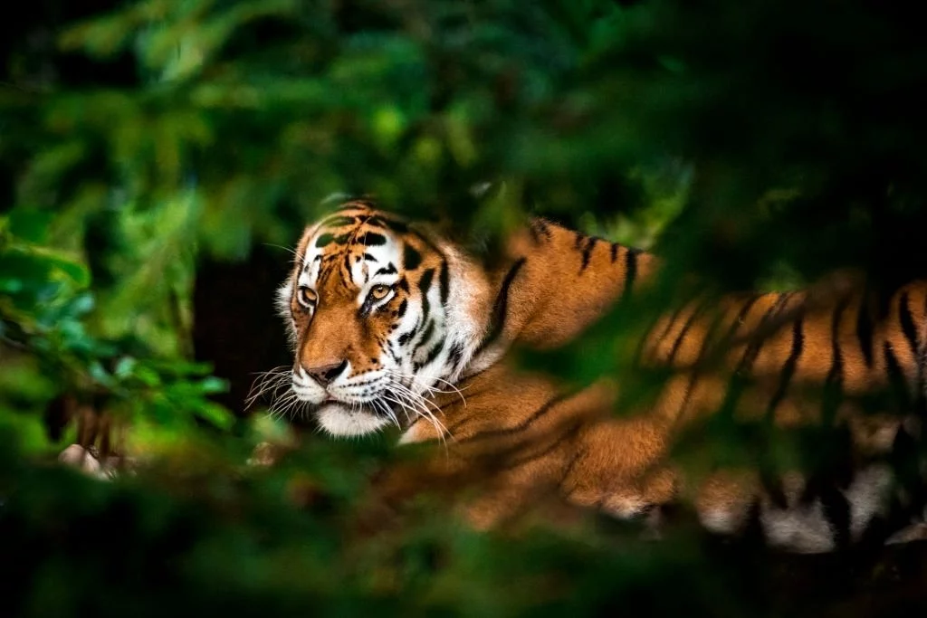 Tiger - Drömmarnas Betydelse Och Symbolik 1