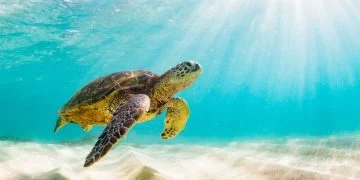 Sköldpadda - Drömmarnas Betydelse Och Symbolik 81