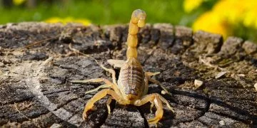 Yellow Scorpion