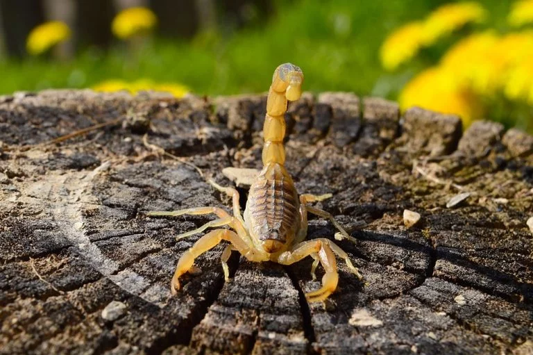 Yellow Scorpion