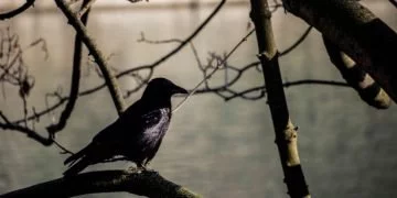Svart Fågel – Drömmarnas Betydelse Och Symbolik 41