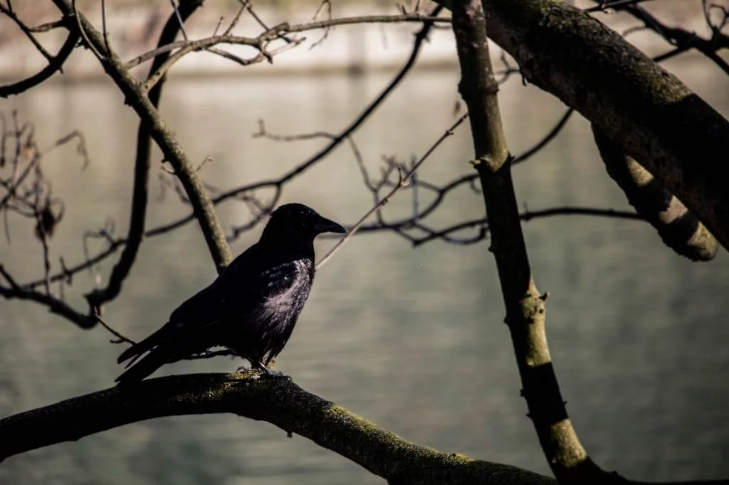 Svart Fågel – Drömmarnas Betydelse Och Symbolik 1