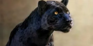 Svart Jaguar – Drömmarnas Betydelse Och Symbolik 37