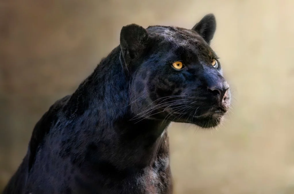 Svart Jaguar – Drömmarnas Betydelse Och Symbolik 1