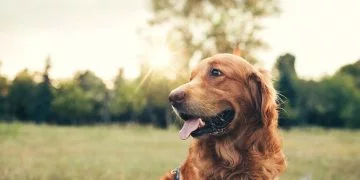 Brun Hund – Drömmarnas Betydelse Och Symbolik 39