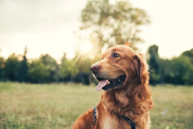 Brun Hund – Drömmarnas Betydelse Och Symbolik 1