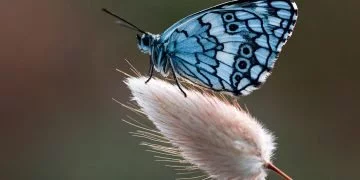 Fjäril – Drömmarnas Betydelse Och Symbolik 6