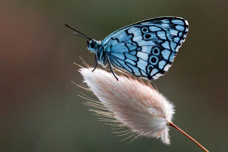 Fjäril – Drömmarnas Betydelse Och Symbolik 1