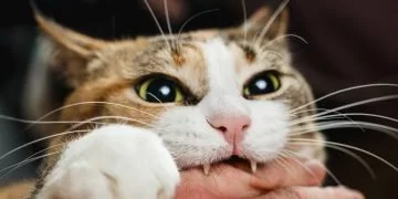 Cat Biting