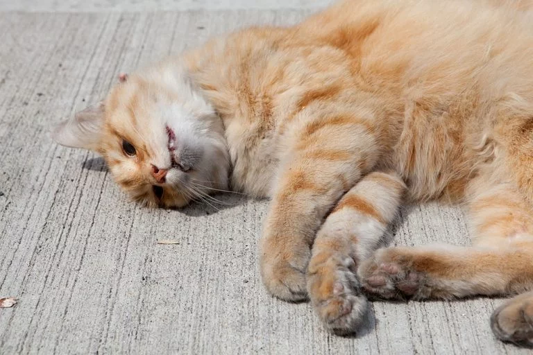 Cat Dead