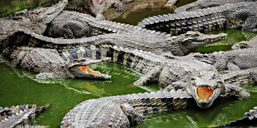 Crocodile