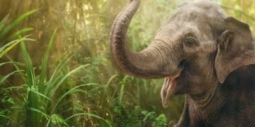 Elefant – Drömmarnas Betydelse Och Symbolik 8