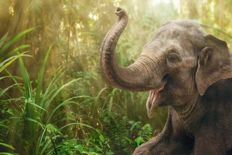 Elefant – Drömmarnas Betydelse Och Symbolik 1