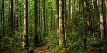 Skog – Drömmarnas Betydelse Och Symbolik 14