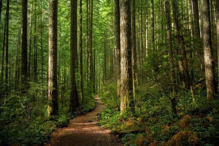 Skog – Drömmarnas Betydelse Och Symbolik 1