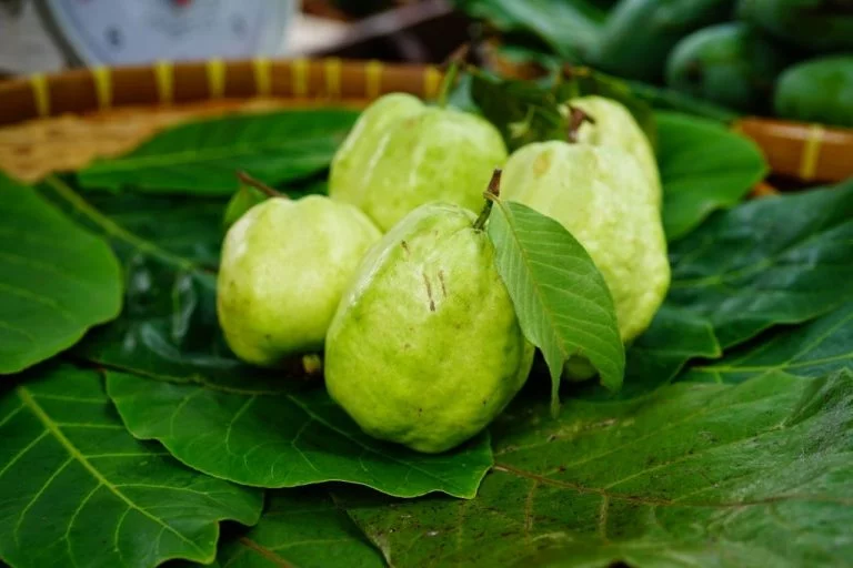 Guava