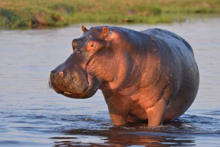 Hippopotamus