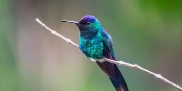 Kolibri – Drömmarnas Betydelse Och Symbolik 5