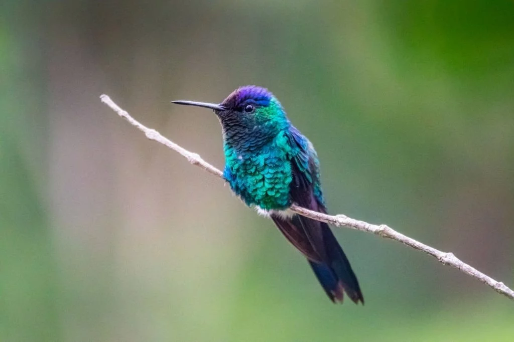 Kolibri – Drömmarnas Betydelse Och Symbolik 1