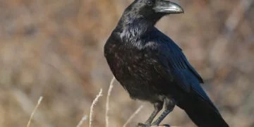 Raven – Drömmarnas Betydelse Och Symbolik 5