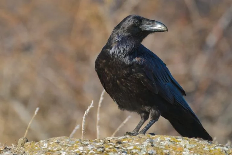 Raven – Drömmarnas Betydelse Och Symbolik 1